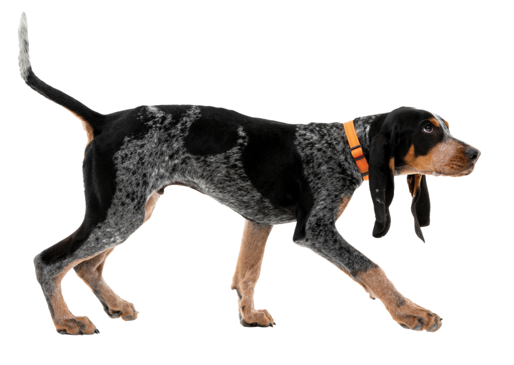 Smokey, a bluetick coonhound.
