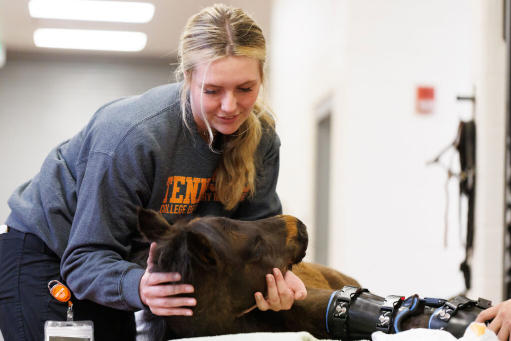 A student works with an injured pony