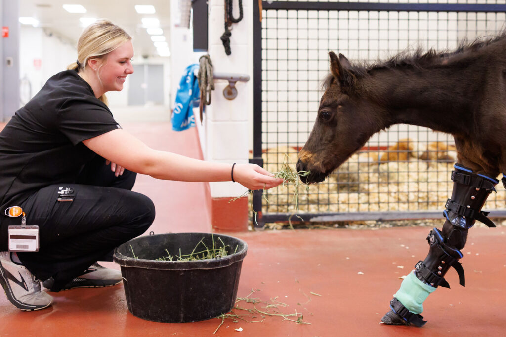 A student offers hay to a small horse in recovery